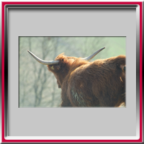 bisonte nel Mugello
